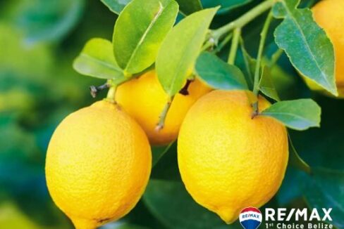 3229_Lemons