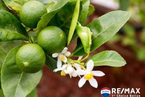 3229_Limes