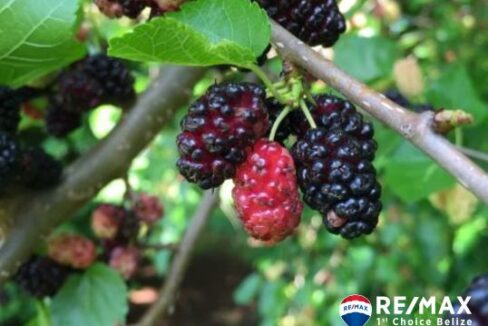 3229_Mulberry