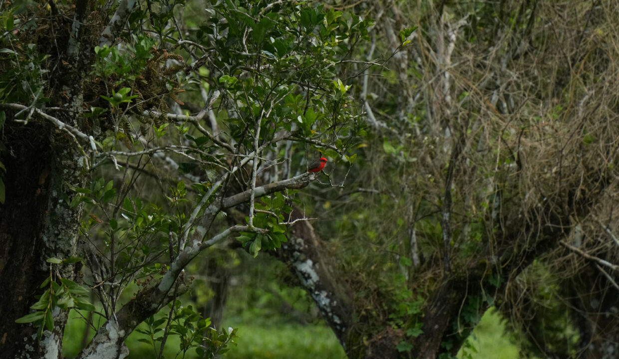 DSC02373-2
