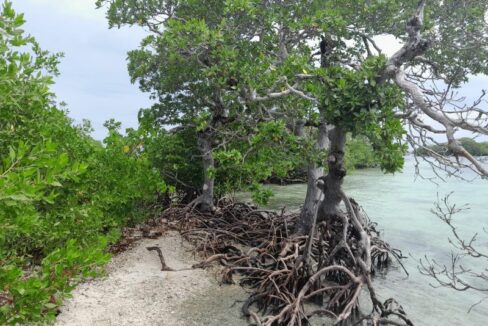Mature-Mangrove-800x0-c-center