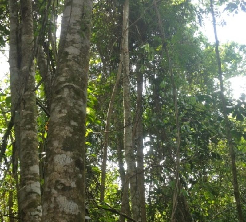 PF0003-Trees-800x0-c-center