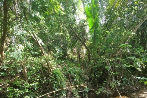 PF0003-green-vegetation1-800x0-c-center