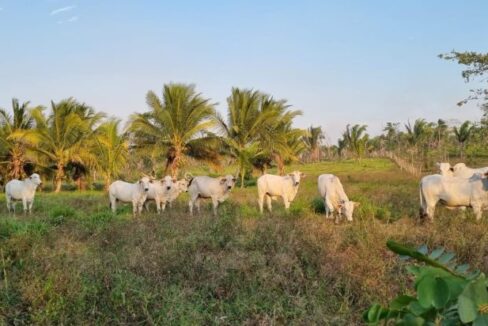 PF0009-25-Acres-Farm-8-800x0-c-center