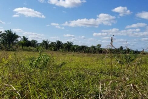 PF0010-Cayo-Farm-9800-Acres-800x0-c-center