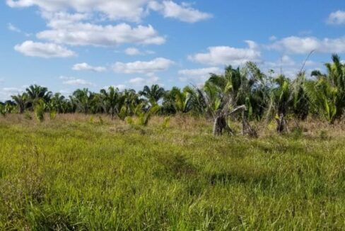 PF0010-Cayo-Farm-9800-Acres-gorund-view-800x0-c-center