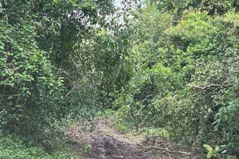 PF0010-Cayo-Farm-Road-access-800x0-c-center