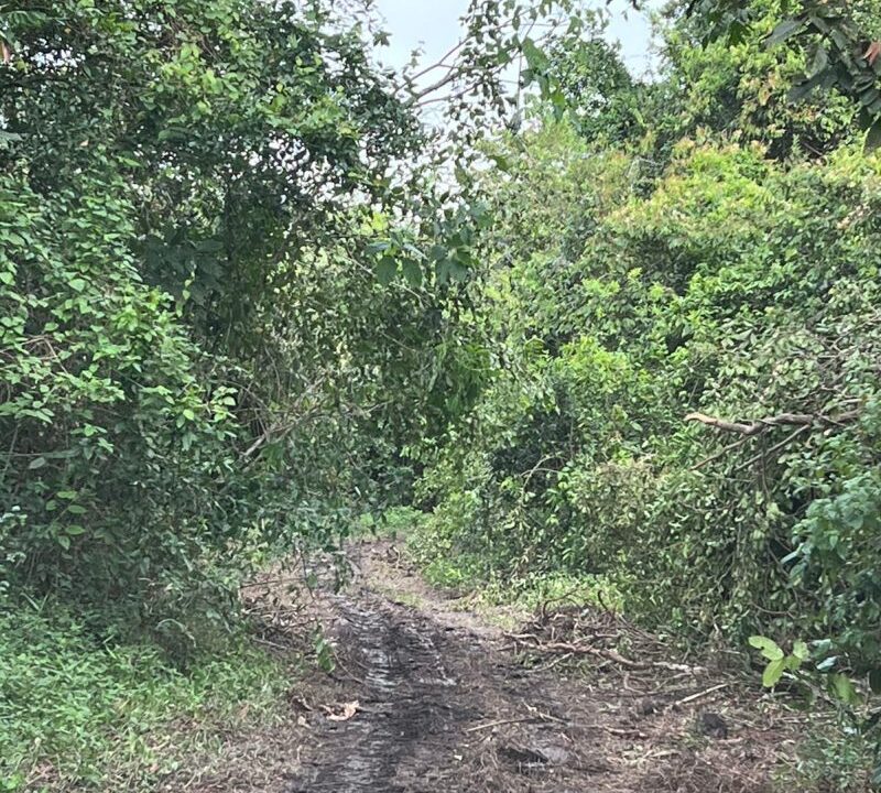 PF0010-Cayo-Farm-Road-access-800x0-c-center