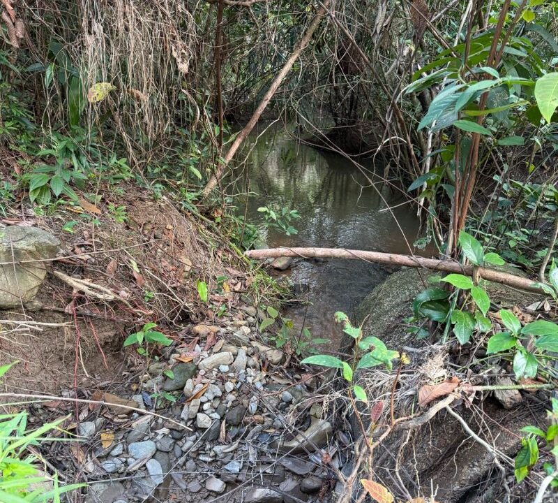 PF0056-stream-800x0-c-center