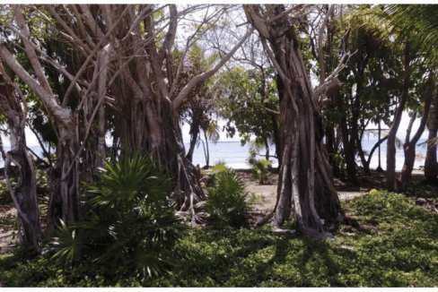 PI0006-Trees-jungle-Zama-800x0-c-center