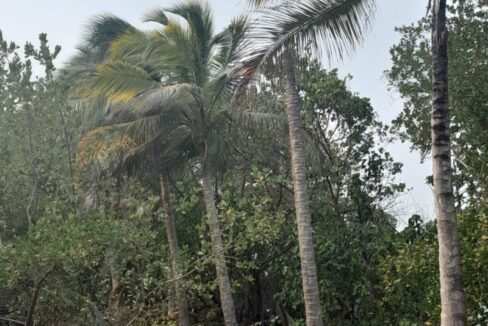PI0011-coconut-trees-bordering-the-island-800x0-c-center