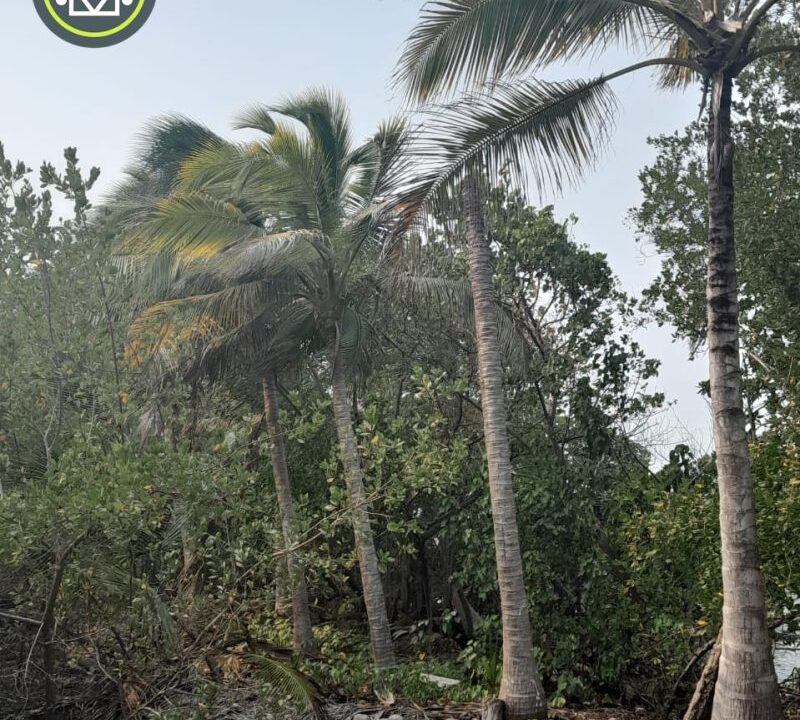 PI0011-coconut-trees-bordering-the-island-800x0-c-center
