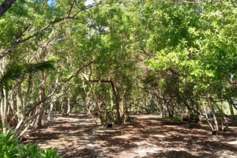 PI0011-drigtwood-Caye-2-800x0-c-center