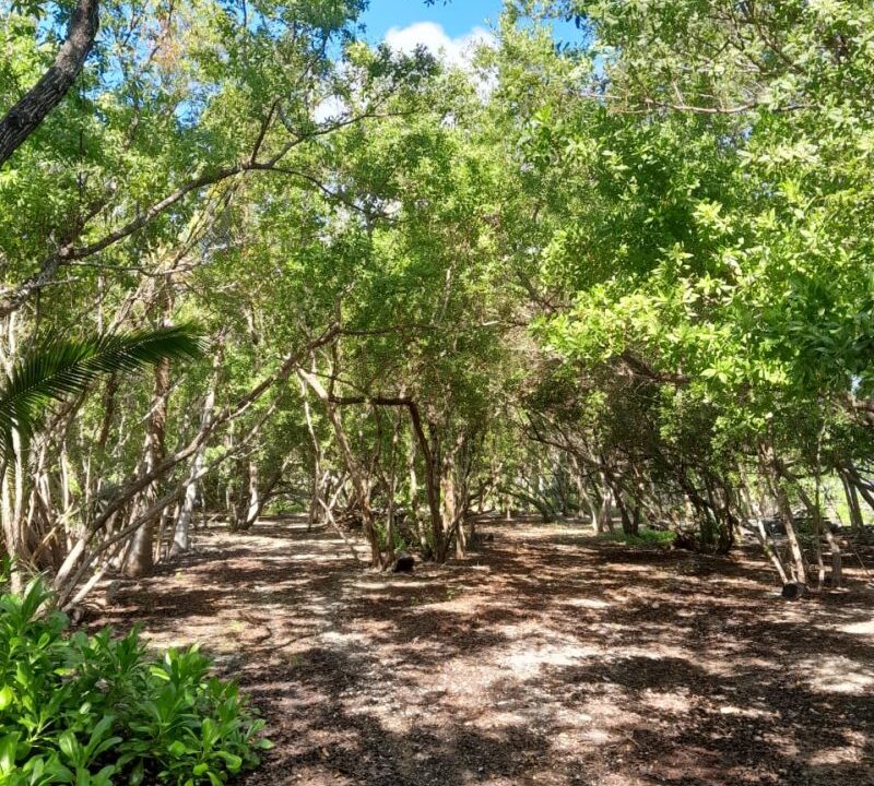 PI0011-drigtwood-Caye-2-800x0-c-center