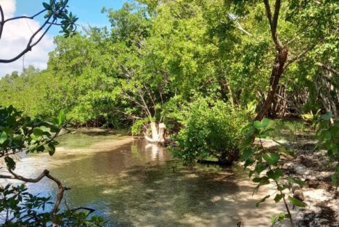 PI0011-mangroves-1-800x0-c-center