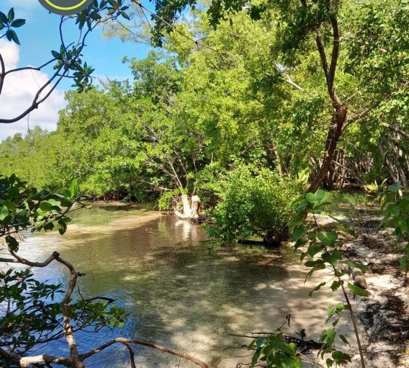 PI0011-mangroves-1-800x0-c-center