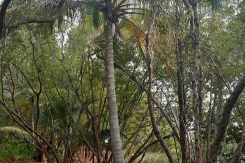 PI0011-tall-trees-800x0-c-center