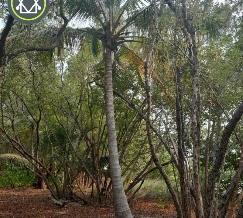 PI0011-tall-trees-800x0-c-center