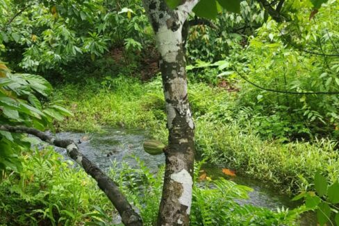 PL0010-passing-small-Cacao-farm-on-hike-to-waterfall-800x0-c-center