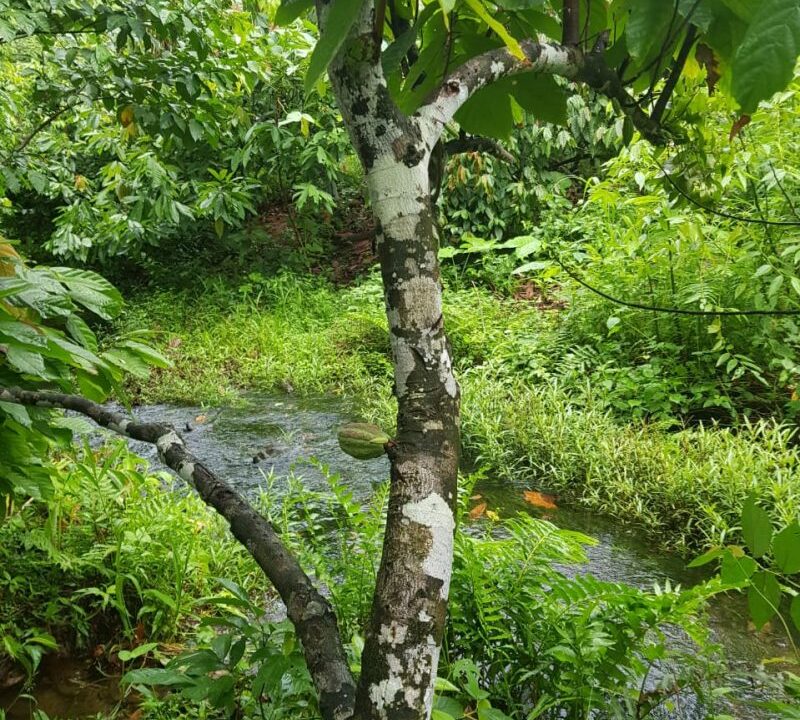 PL0010-passing-small-Cacao-farm-on-hike-to-waterfall-800x0-c-center