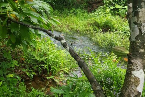 PL0010small-cacao-farm-and-stream-on-trail-800x0-c-center