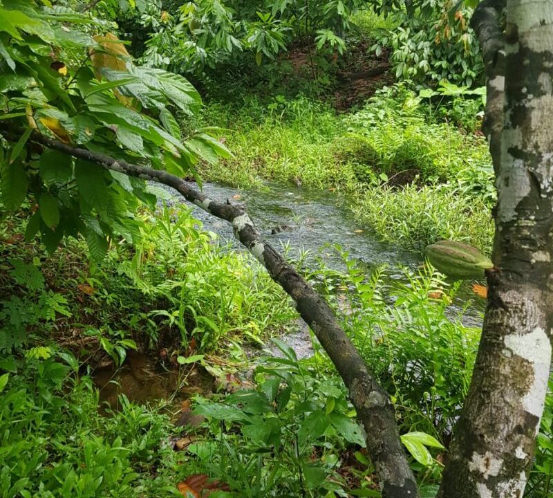 PL0010small-cacao-farm-and-stream-on-trail-800x0-c-center