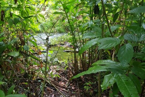 PL0010small-stream-along-trail-800x0-c-center