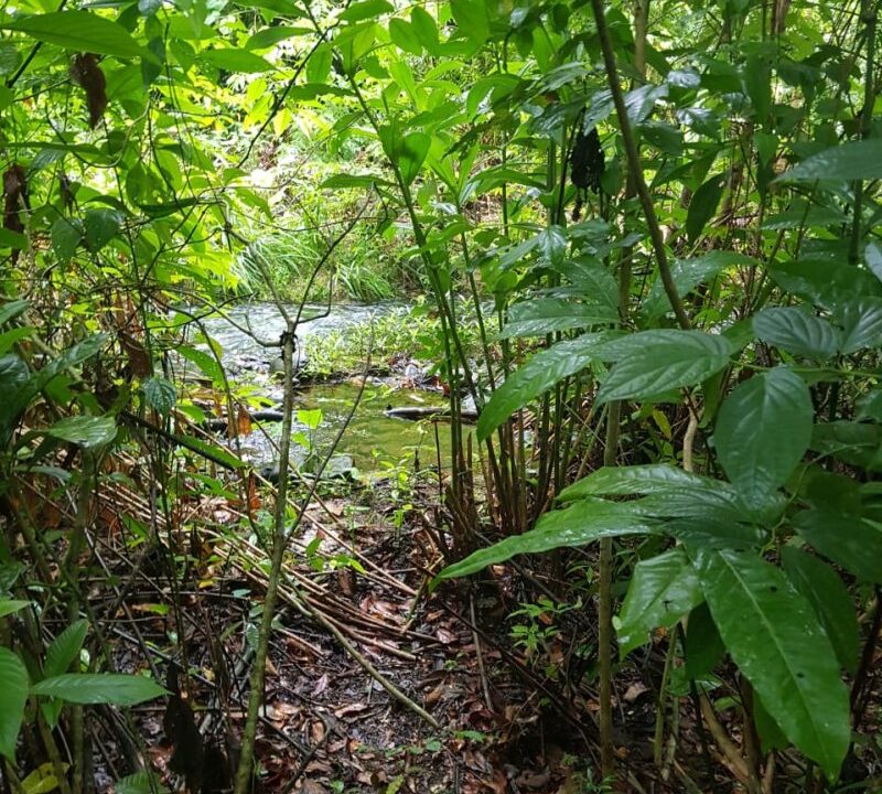 PL0010small-stream-along-trail-800x0-c-center