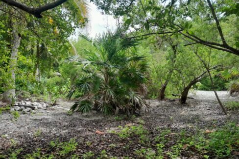 mature-palm-tree-800x0-c-center
