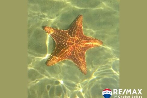 3258_Starfish