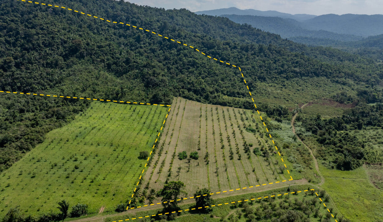 4520Acres20Hillside20Orchards20Billy20Barquedier20Creek20Hummingbird20Highway2002