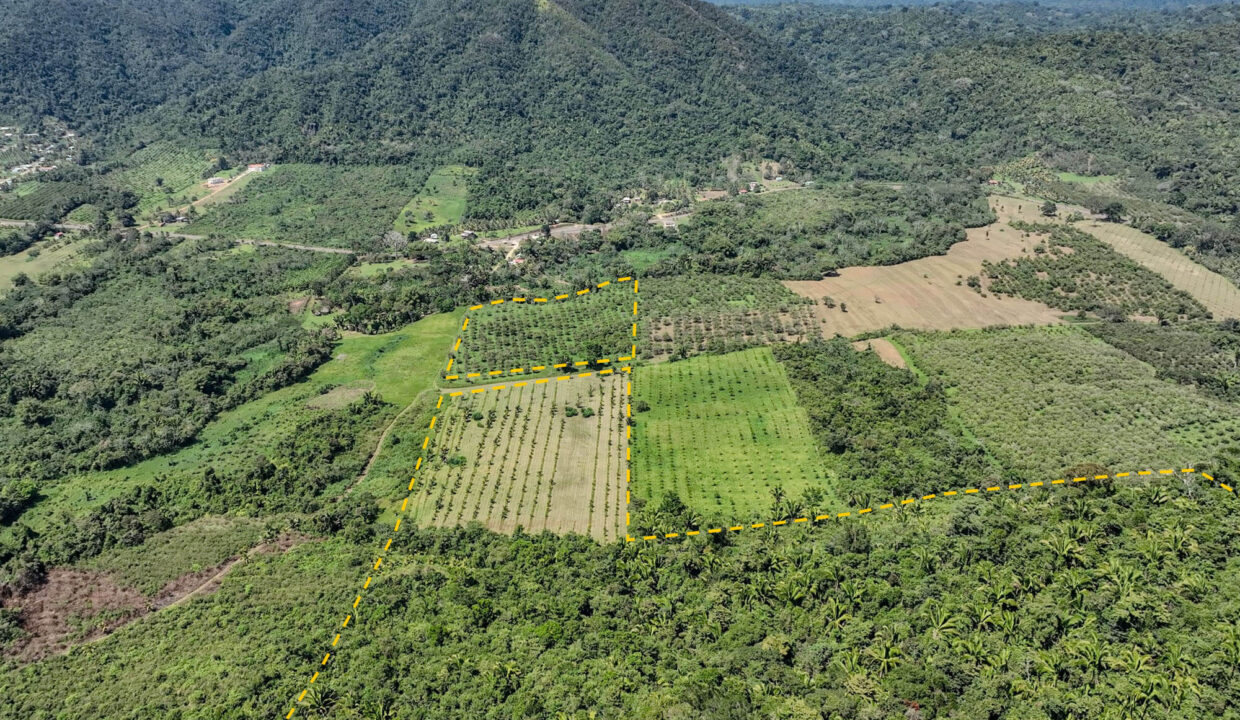 4520Acres20Hillside20Orchards20Billy20Barquedier20Creek20Hummingbird20Highway2005