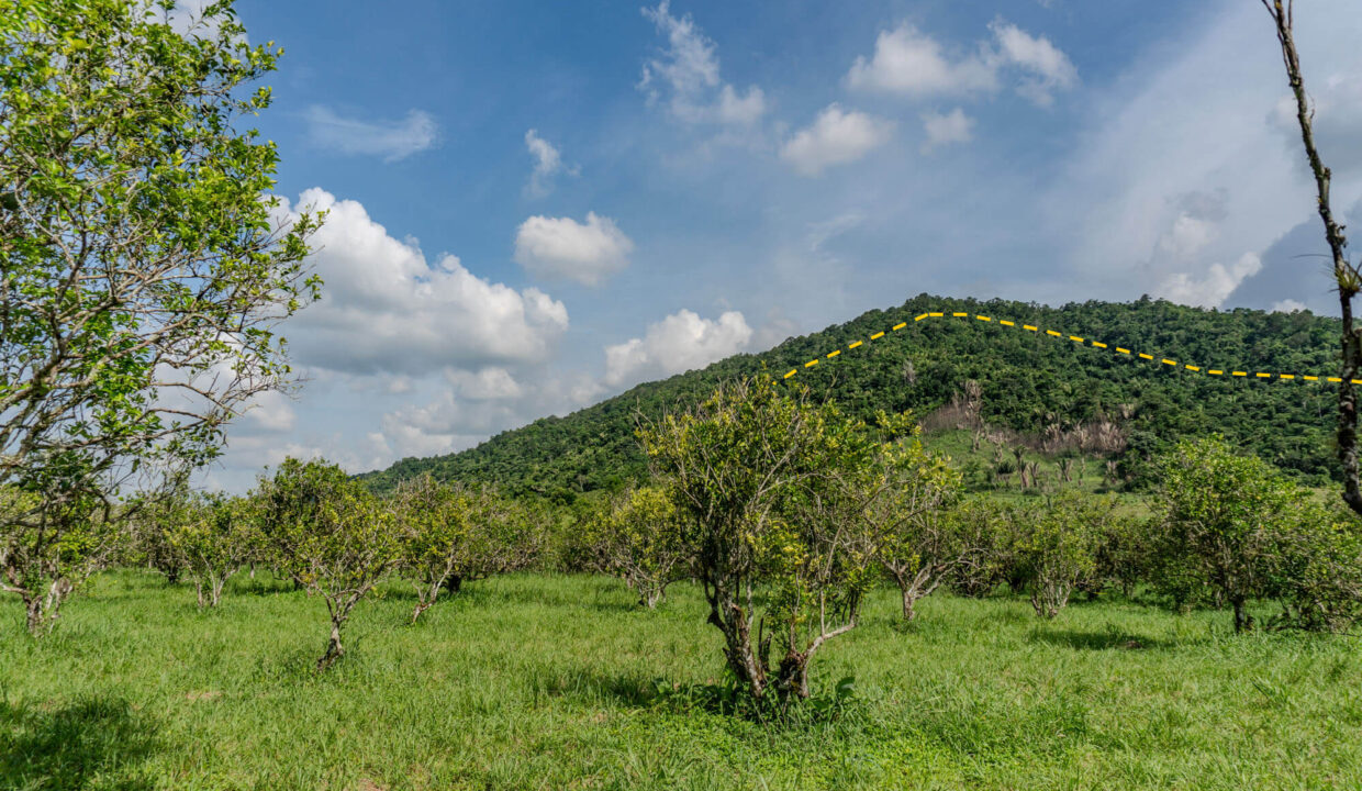 4520Acres20Hillside20Orchards20Billy20Barquedier20Creek20Hummingbird20Highway2007