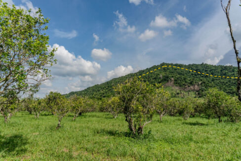 4520Acres20Hillside20Orchards20Billy20Barquedier20Creek20Hummingbird20Highway2007