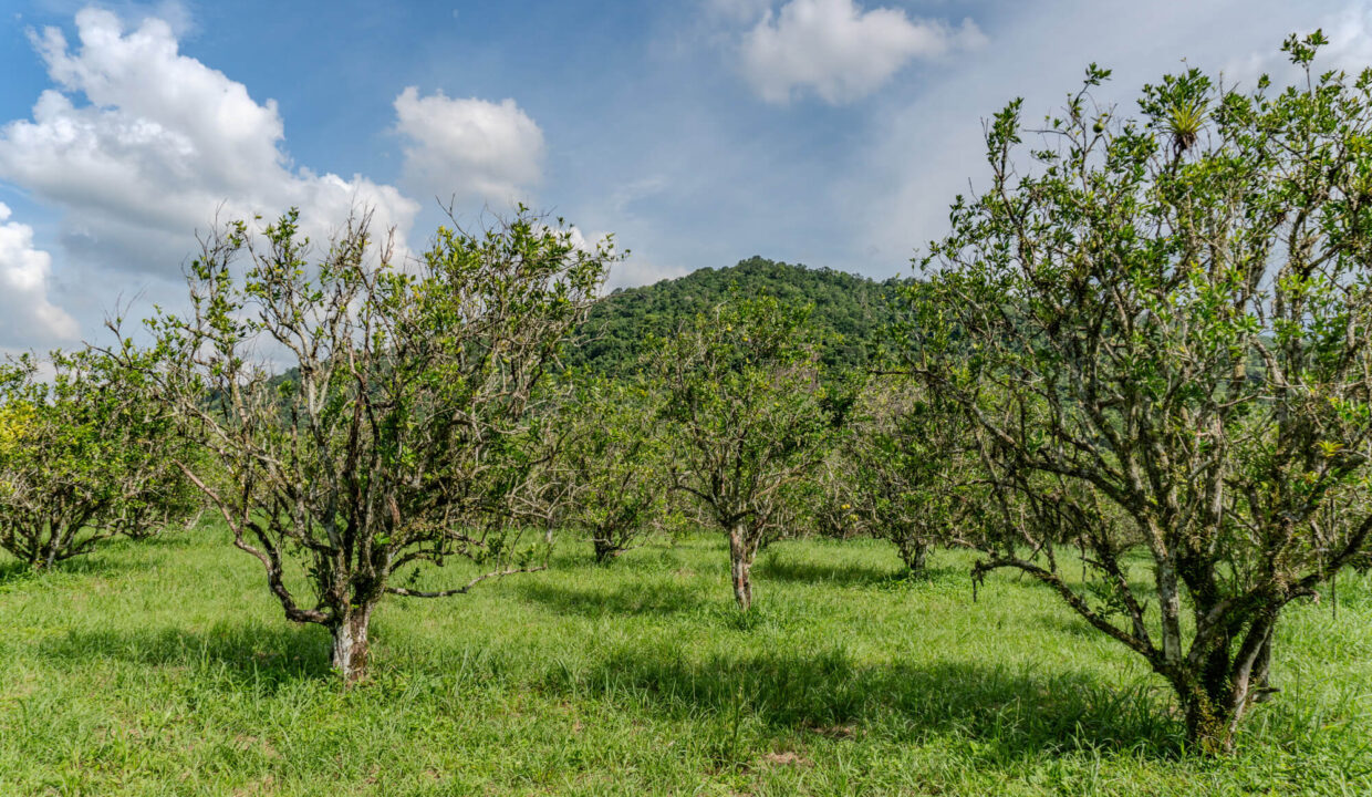 4520Acres20Hillside20Orchards20Billy20Barquedier20Creek20Hummingbird20Highway2008