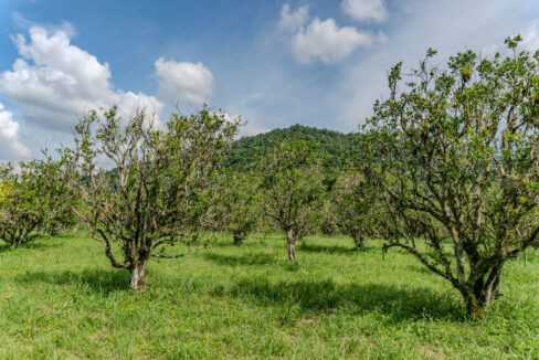 4520Acres20Hillside20Orchards20Billy20Barquedier20Creek20Hummingbird20Highway2008