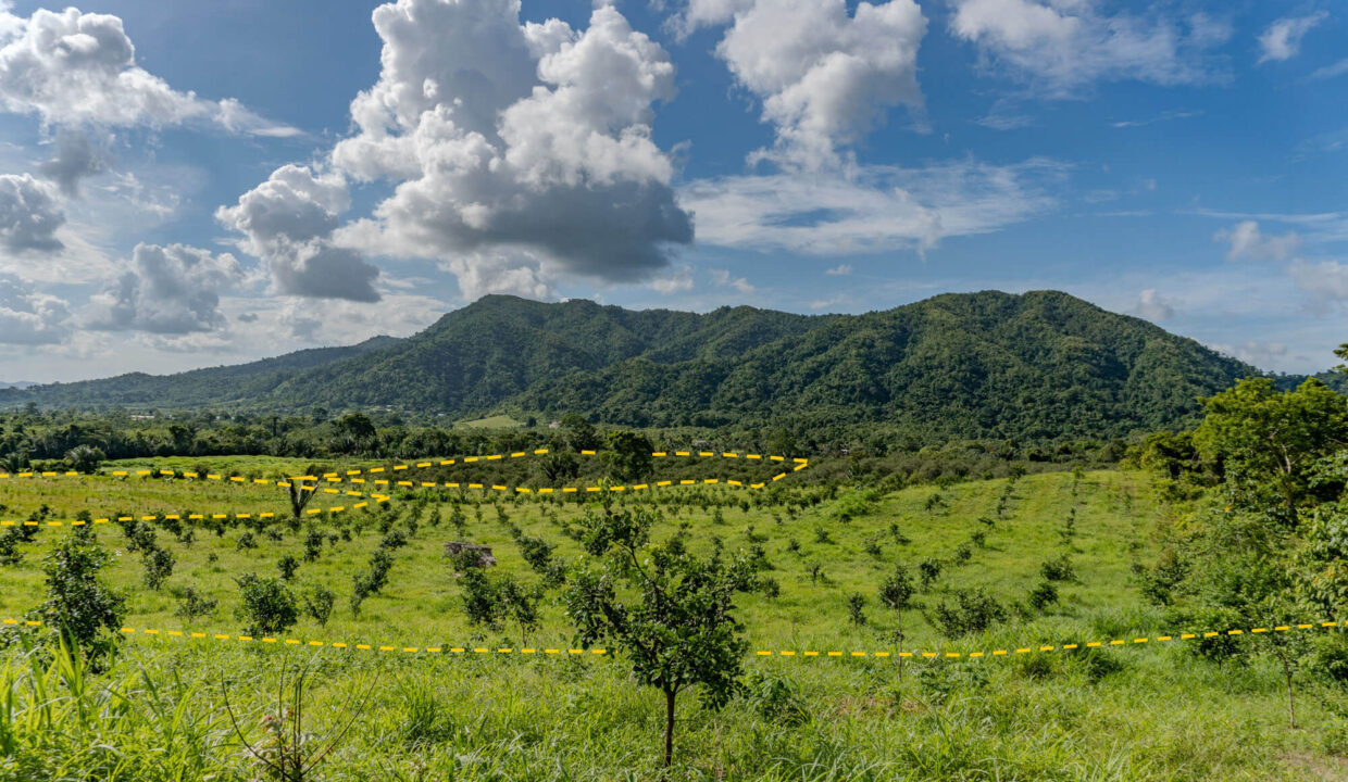 4520Acres20Hillside20Orchards20Billy20Barquedier20Creek20Hummingbird20Highway2009