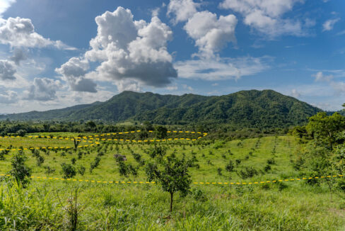 4520Acres20Hillside20Orchards20Billy20Barquedier20Creek20Hummingbird20Highway2009
