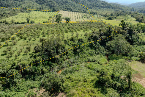 4520Acres20Hillside20Orchards20Billy20Barquedier20Creek20Hummingbird20Highway2020