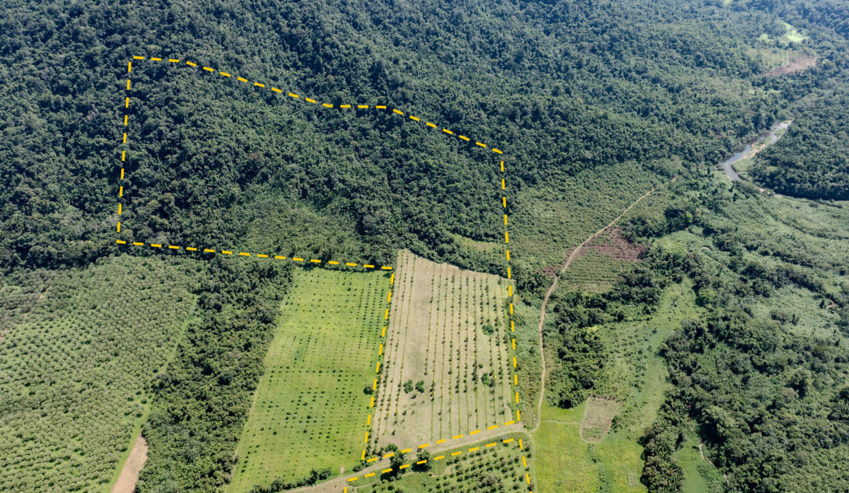 4520Acres20Hillside20Orchards20Billy20Barquedier20Creek20Hummingbird20Highway2024