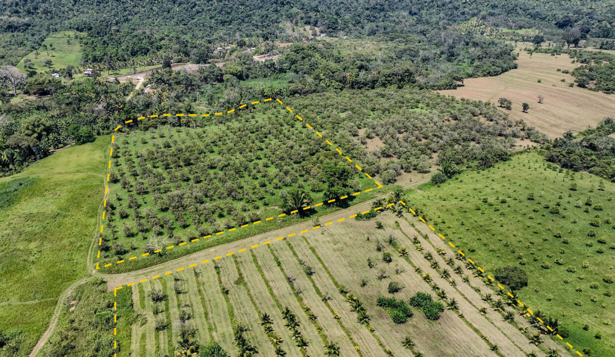 4520Acres20Hillside20Orchards20Billy20Barquedier20Creek20Hummingbird20Highway2025