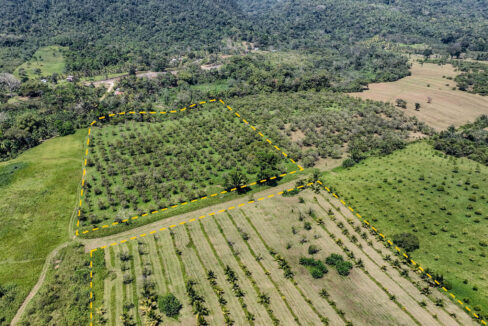 4520Acres20Hillside20Orchards20Billy20Barquedier20Creek20Hummingbird20Highway2025