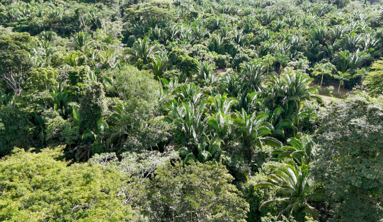 5020Acre20Riverfront20Hills20Lush20Rainforest20Caves20Branch20River20Belize2008