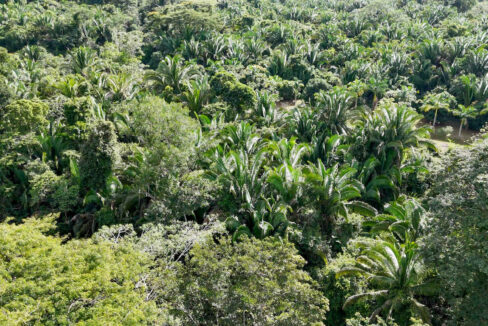 5020Acre20Riverfront20Hills20Lush20Rainforest20Caves20Branch20River20Belize2008