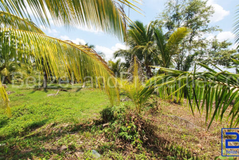 Coconut-Palms-around-the-property-1110x623