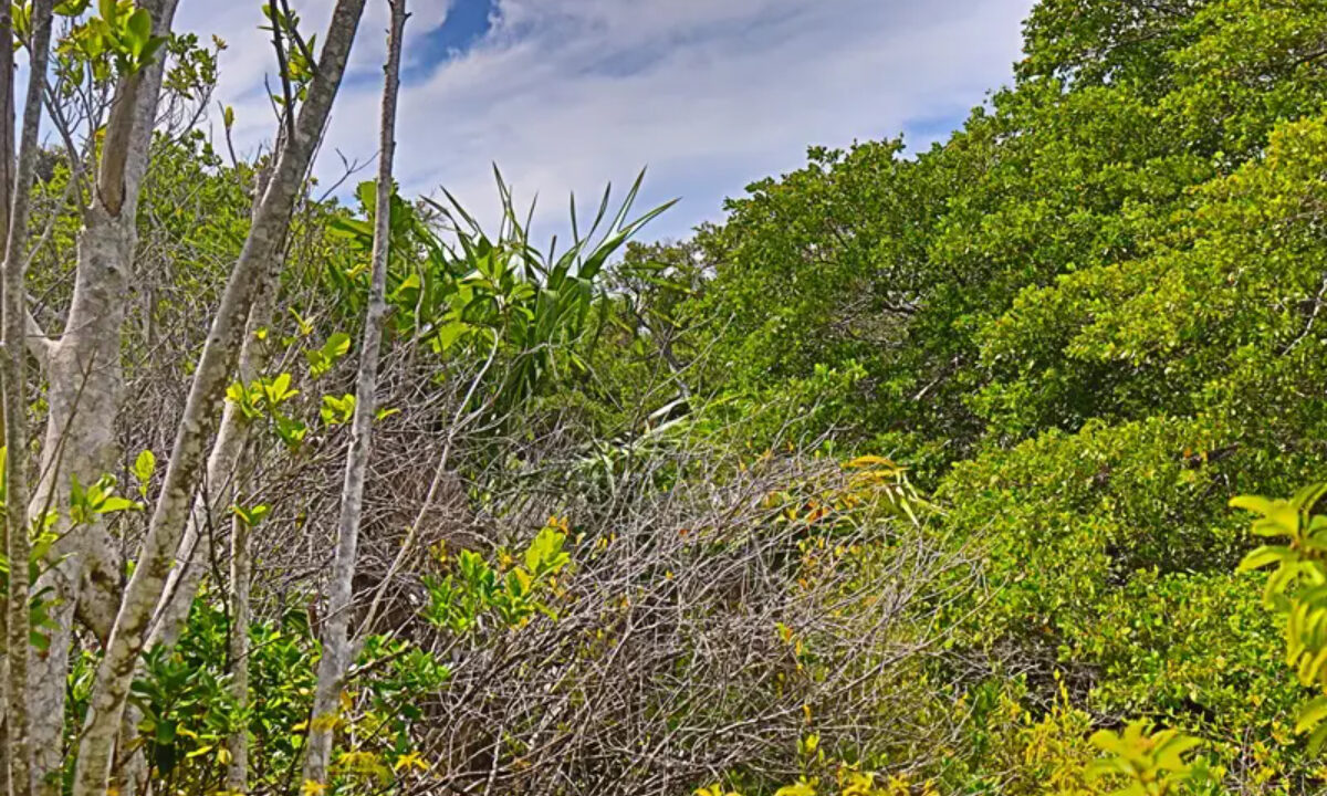 commercial_lot_near_blu_zen_001_caye_caulker_belize-1