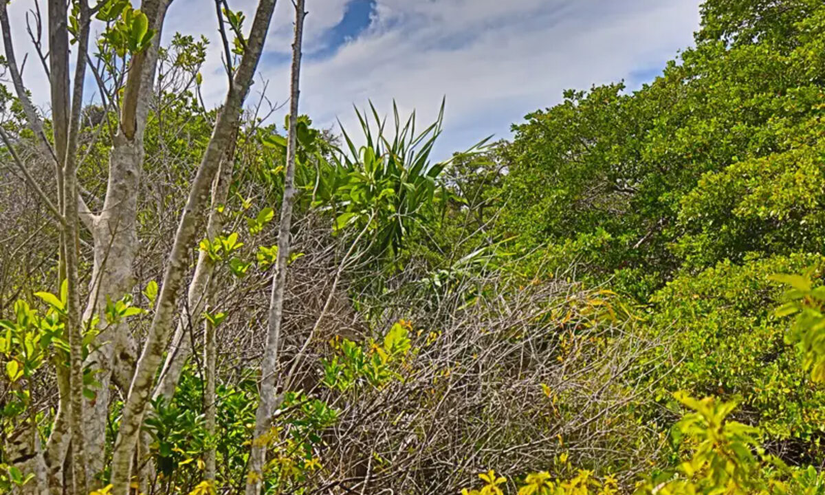 commercial_lot_near_blu_zen_002_caye_caulker_belize-1