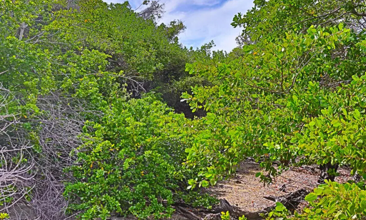 commercial_lot_near_blu_zen_005_caye_caulker_belize-1