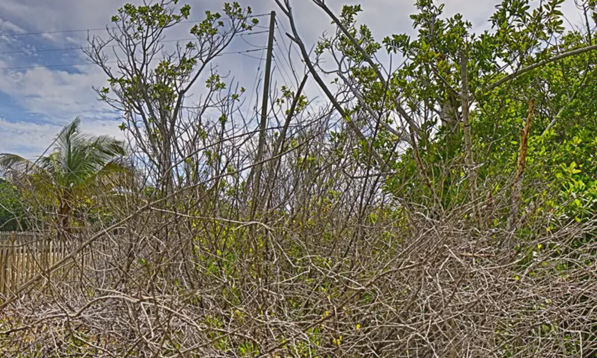 commercial_lot_near_blu_zen_006_caye_caulker_belize-1