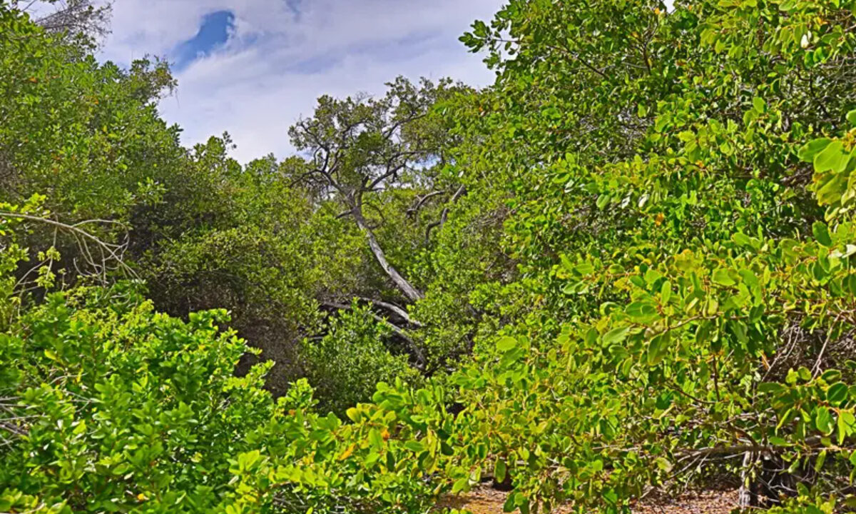 commercial_lot_near_blu_zen_007_caye_caulker_belize-1